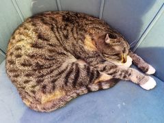 -平行世界·猫咖(首经贸店)