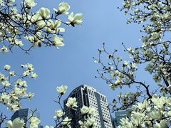 -陆家嘴中心绿地