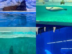 -正佳极地海洋世界