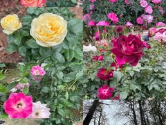 -人民公园(罗湖区)