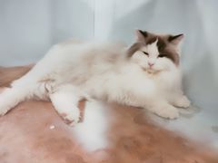 -遇见羊驼·奶狗咖·布偶猫咖·法斗柯基柴犬阿拉斯加(春熙路太古里IFS店)