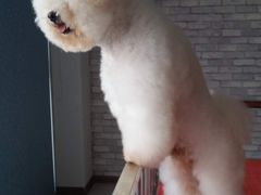 -皇家名犬舍