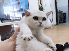 -喵百万·布偶·蓝金金渐层英短·猫舍(百子湾店)