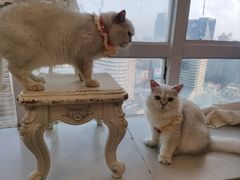 -共舞时光猫咖·狗咖(新街口店)