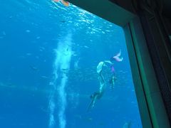 -亚特兰蒂斯•OSSIANO奥西亚诺海底餐厅