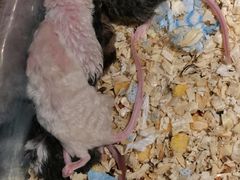 -青石桥花鸟鱼虫市场(叠翠城店)