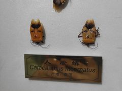 -上海昆虫博物馆