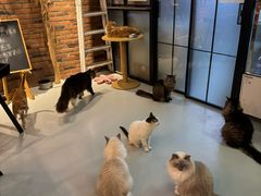 -豆逗聊愈猫阁Easy Life
