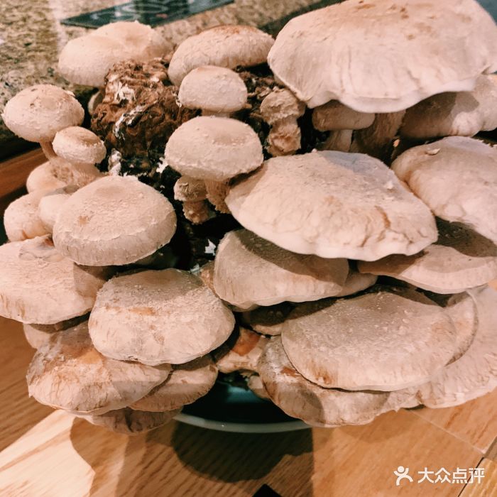 捞王锅物料理(诚品生活百货店)活体菌菇图片