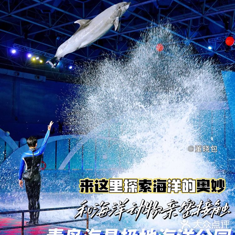 来青岛和海洋动物亲密接触|海昌极地海洋公园更好玩