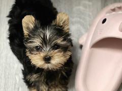 -萌宠之家·腊肠犬·马尔泰·小体犬舍