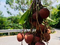 -广州白江湖森林公园