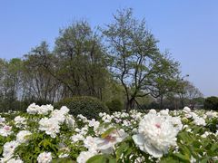 -洛阳市隋唐城遗址植物园