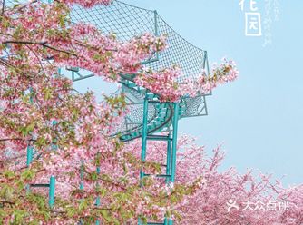 成都周边赏樱绝佳地｜漫花庄园樱花都开好了