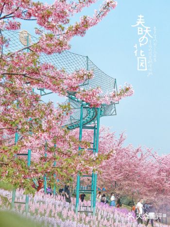 成都周边赏樱绝佳地｜漫花庄园樱花都开好了