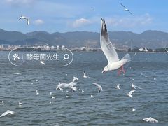 -海埂大坝