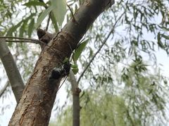 -欢乐松鼠谷