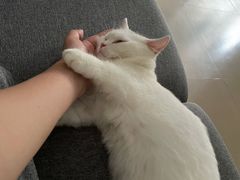-屋虎猫馆(宝安大仟里店)