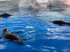 -上海海洋水族馆