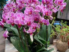 -双季花艺园艺市场(浦东店)