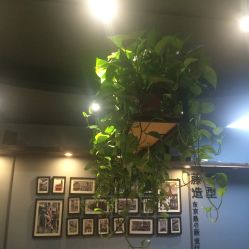 -藤野造型