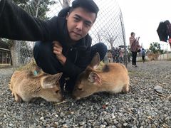 -鹿境梅花鹿生态园区