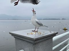 -海埂大坝
