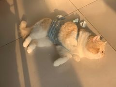 -达爱动物医院·犬猫分区·CT·复杂眼科(远洋山水分院)