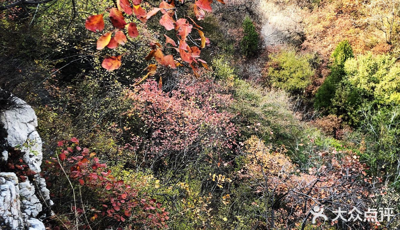 🍁爬龙山看红叶，近期可冲。