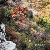 🍁爬龙山看红叶，近期可冲。