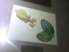 -上海昆虫博物馆
