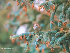 -塞罕坝国家级自然保护区
