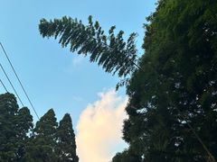 -庐山风景区花径公园