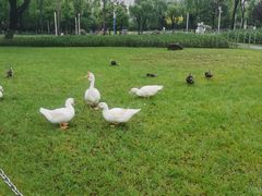 -大宁郁金香公园-停车场