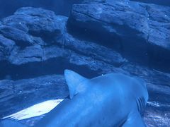 -上海海洋水族馆