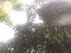 -新湖明珠城