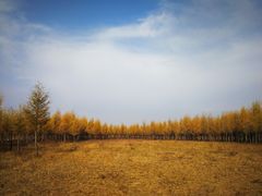 -御道口草原森林风景区