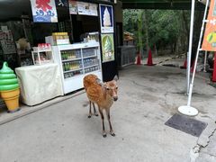 -奈良公园