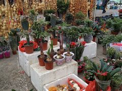 -中环花鸟鱼虫市场