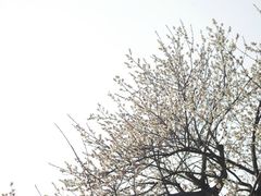 -香雪海
