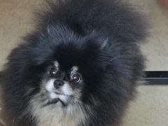 -百好乐宠物友好餐厅(朝外大街店)