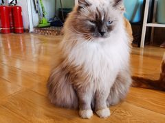 -Cappucimeow猫咪咖啡馆(韦伯时代店)