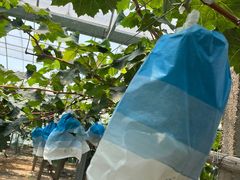 -马陆小张葡萄园农家乐