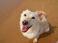 -北京赛佳动物医院