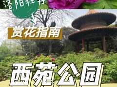 -西苑公园