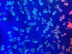 -成都浩海立方海洋公园