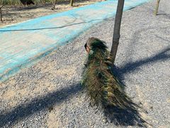 -合肥滨湖国家森林公园