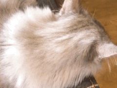 -万小咖.猫咖(中山路天虹店)