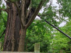 -上海佘山国家森林公园天马山园