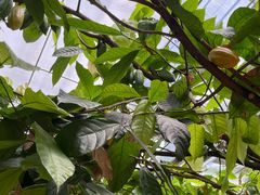 -歌斐颂巧克力小镇